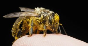 Si ves una abeja merodeando tu casa te contamos qué significa y por qué es bueno imagen-4