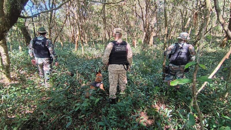 Impresionante operativo de Prefectura: En pleno monte misionero, se secuestraron más de 1.300 kilos de marihuana Impresionante operativo de Prefectura: En pleno monte misionero, se secuestraron más de 1.300 kilos de marihuana imagen-4