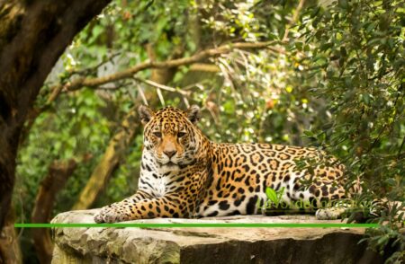 Seguro del yaguareté: amplían la cobertura tras resultados positivos en su primer año imagen-118