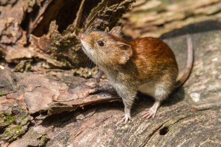 Tres pasajeros murieron por un brote de hantavirus en un crucero que salió desde la Argentina imagen-7