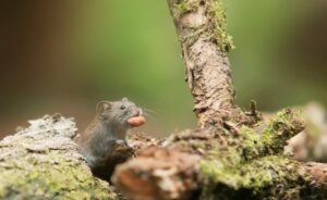 Qué es el hantavirus, la infección que causó la muerte de tres pasajeros de un crucero que salió de la Argentina imagen-1