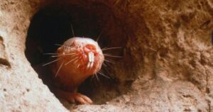 ¿Puede este animal revelar el secreto de la longevidad? ¿Puede este animal revelar el secreto de la longevidad? imagen-4