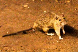 Un hombre de 45 años está internado con hantavirus en Bariloche: su pareja e hijo permanecen aislados imagen-4