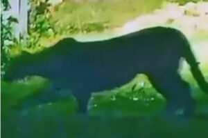 Buscan a un puma suelto en Escobar: lo vieron merodeando en las afueras de un country imagen-4