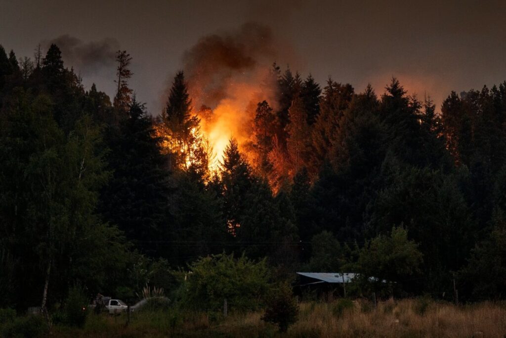 “Restauración ecológica”: prueba piloto para intentar recuperar bosques patagónicos devorados por el fuego imagen-5