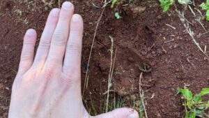 Hallaron huellas de un felino de gran porte en una zona rural de Campo Grande imagen-1