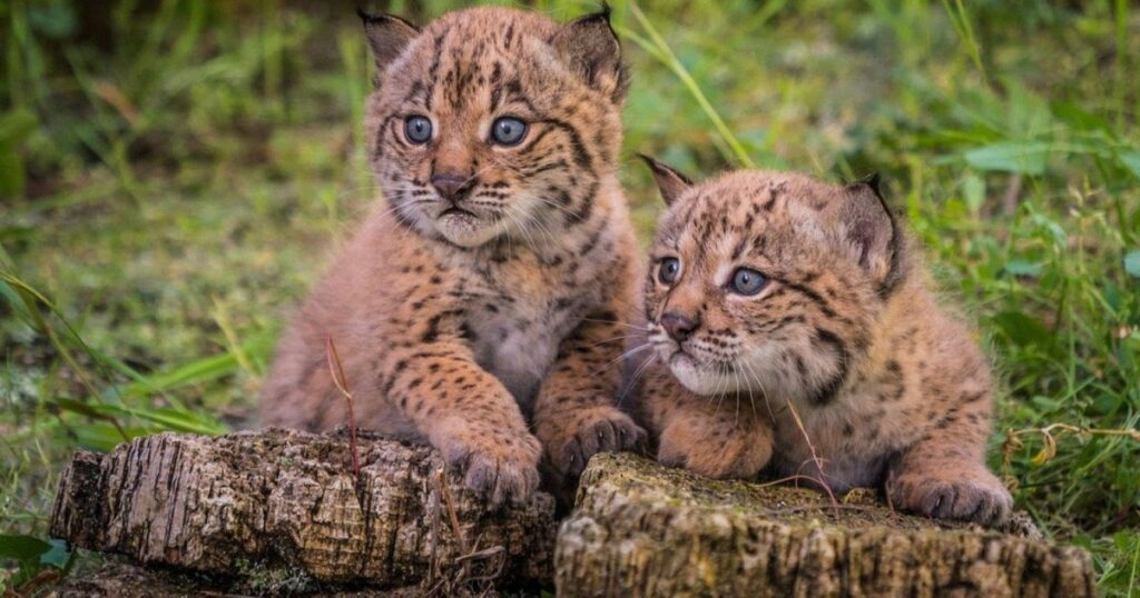 Hace 20 años quedaban menos de 100: hoy ya son 2.401 y el regreso del lince emociona a Europa imagen-98