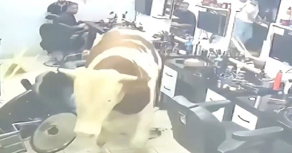Un toro escapó de su dueño, entró a una peluquería y causó destrozos: el video Un toro escapó de su dueño, entró a una peluquería y causó destrozos: el video imagen-5