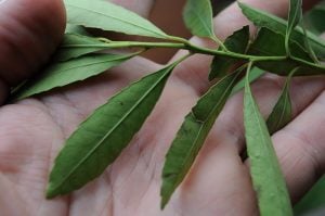 Misiones | Preocupación porque reapareció la discusión por la “yerba señorita” Ilex Dumosa y su incorporación a la categoría yerba mate imagen-6