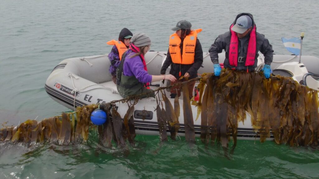 Siembran en el mar y con un producto aspiran a revolucionar la producción agrícola imagen-93
