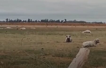 “Impresionante”: un violento tornado hizo volar ovejas y en un campo mató 20 imagen-17