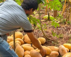 «Misiones Produce» contiene desarrollo provincial desde las chacras, producción y agregado en valor imagen-1