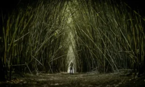 Filme de terror hecho en Posadas se verá en el Festival de Cine de las Alturas imagen-3