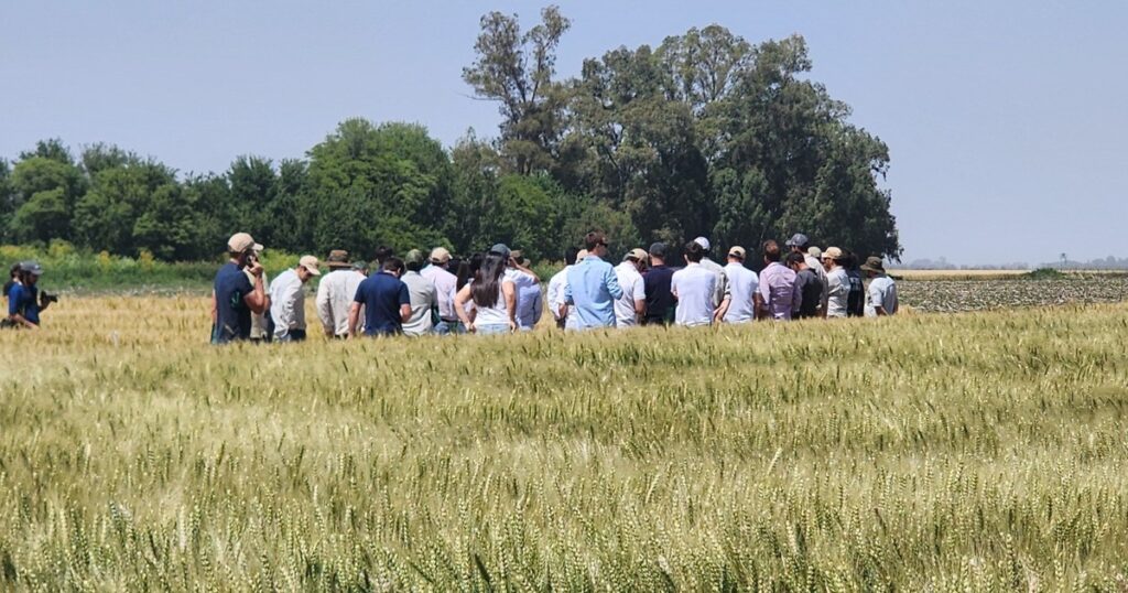 Genética de vanguardia en el epicentro del cultivo de trigo en Mar del Plata imagen-95