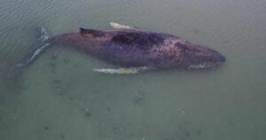 Le harán una autopsia a Timmy, la ballena que estuvo varada dos meses en Alemania imagen-3