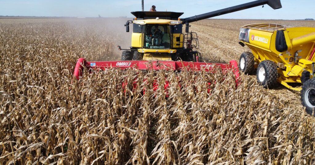 “Se está pagando de más”: el precio local de un cultivo clave subió 7% en abril y se mantiene por encima de los valores internacionales imagen-94
