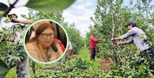 Yerba Mate | Tras cruzarse con diputados de La Libertad Avanza en el Congreso, una productora misionera arremetió: “Son gente destructiva y no conocen la chacra” imagen-7