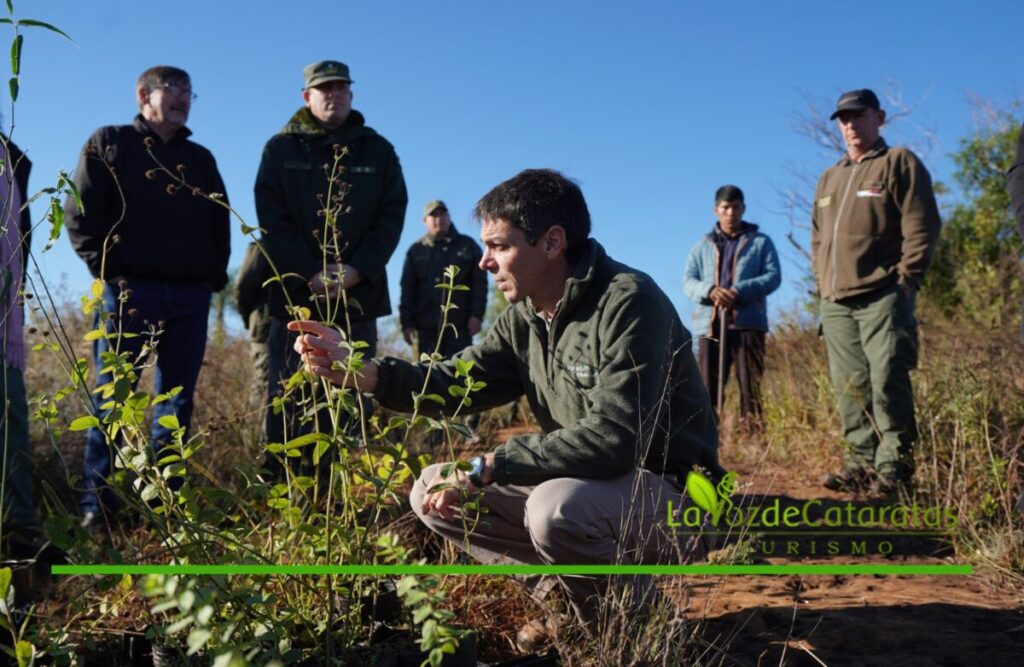 Misiones declaró Monumentos Naturales Provinciales a 12 especies únicas del Teyú Cuaré imagen-4