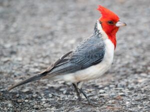 Qué simboliza la aparición de un cardenal en el hogar imagen-2