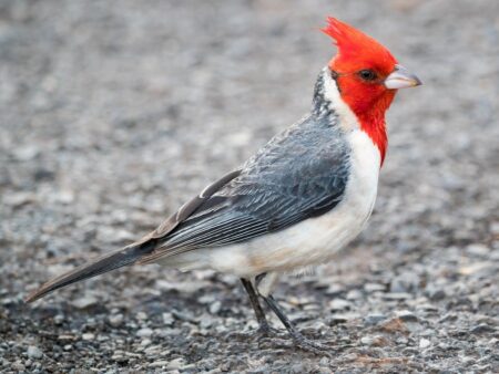 Qué simboliza la aparición de un cardenal en el hogar imagen-12
