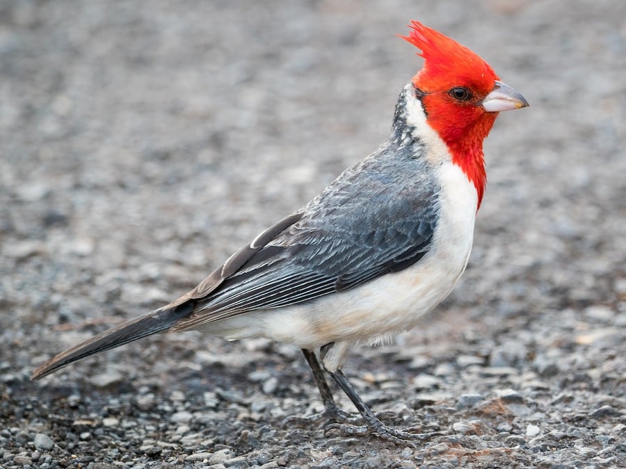 Qué simboliza la aparición de un cardenal en el hogar imagen-98