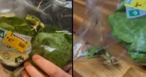 Compró una bolsa con lechuga y dentro encontró una rana viva imagen-3