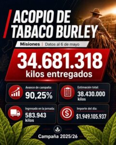 El acopio de tabaco Burley ya superó los 34,6 millones de kilos en Misiones imagen-1