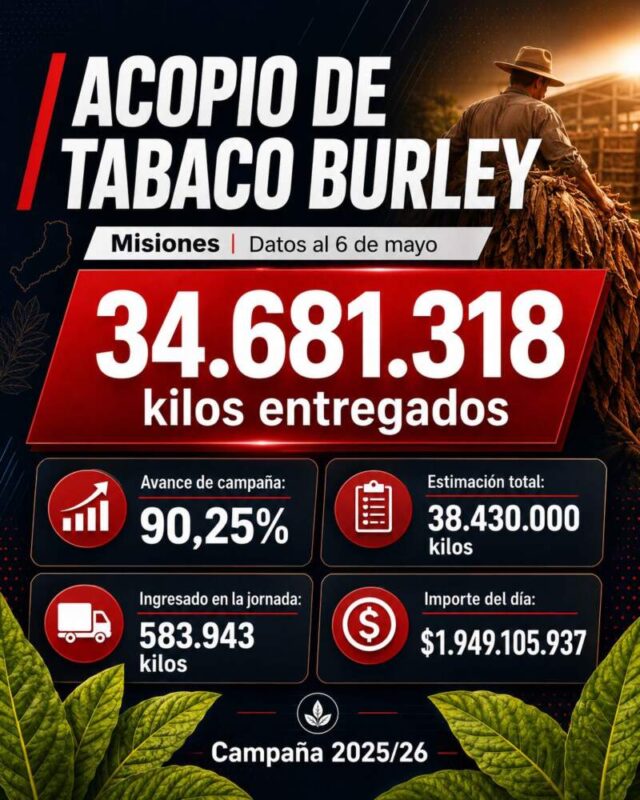 El acopio de tabaco Burley ya superó los 34,6 millones de kilos en Misiones imagen-5