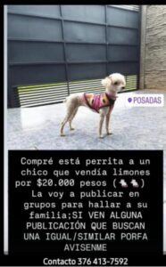 Rescataron a una caniche que era vendida en la calle y buscan a sus dueños en Posadas imagen-1