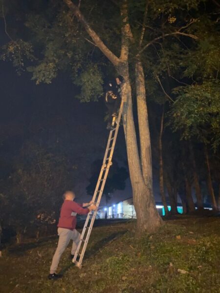A pedido de una familia policías de Oberá rescataron a su gato atrapado en un árbol imagen-68