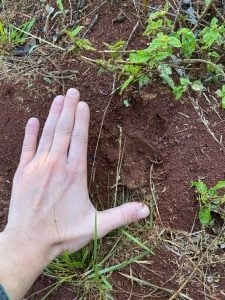 Detectaron huellas de un felino de gran porte en una zona rural de Campo Grande imagen-7