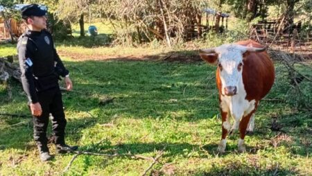 Secuestró una vaca y exigió $200 mil de rescate Secuestró una vaca y exigió $200 mil de rescate imagen-10