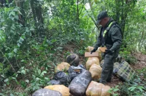 Incautaron 190 kilos marihuana que estaban escondidos en el monte. Incautaron 190 kilos marihuana que estaban escondidos en el monte. imagen-74