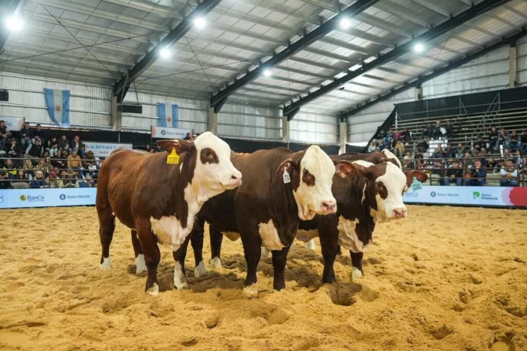 Más consultas por vientres, nuevos jugadores y expectativa por la carne: el clima que se vive en las Nacionales de Corrientes imagen-5