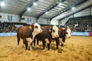 Más consultas por vientres, nuevos jugadores y expectativa por la carne: el clima que se vive en las Nacionales de Corrientes imagen-2
