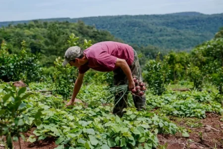 Productores de San Pedro inician la certificación agroecológica de sus chacras y avanzan hacia un modelo más sustentable imagen-9