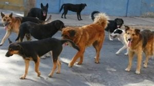 Hito histórico en Misiones: por primera vez, organizaciones de protección animal serán querellantes en una causa judicial imagen-7