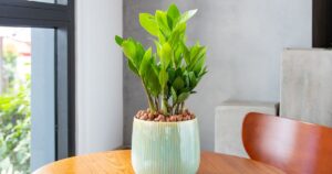 Éstas son las plantas que podés tener en tu casa y soportan la calefacción imagen-4