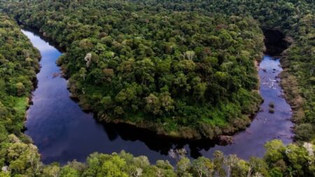 Misiones negocia la venta privada de bonos de carbono por más de 65 millones de dólares Misiones negocia la venta privada de bonos de carbono por más de 65 millones de dólares imagen-120