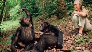 España aprobó la Ley Jane Goodall y prohibió la experimentación con grandes simios imagen-4