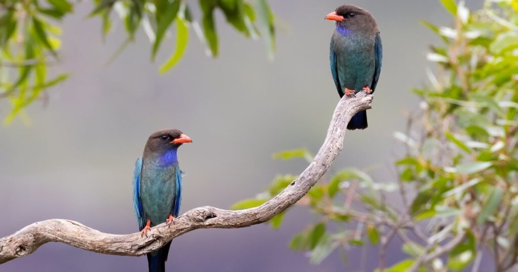 Qué significa que los pájaros canten durante el día en tu casa o jardín, según especialistas imagen-4