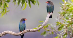 Qué significa que los pájaros canten durante el día en tu casa o jardín, según especialistas imagen-2