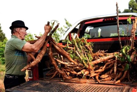 Productores de mandioca en Misiones operan al 50% y ven en la reducción del IVA un alivio para el sector imagen-5