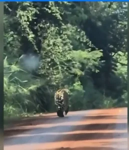 Andresito: Un productor filmó a un yaguareté caminando por la ruta 101 imagen-2