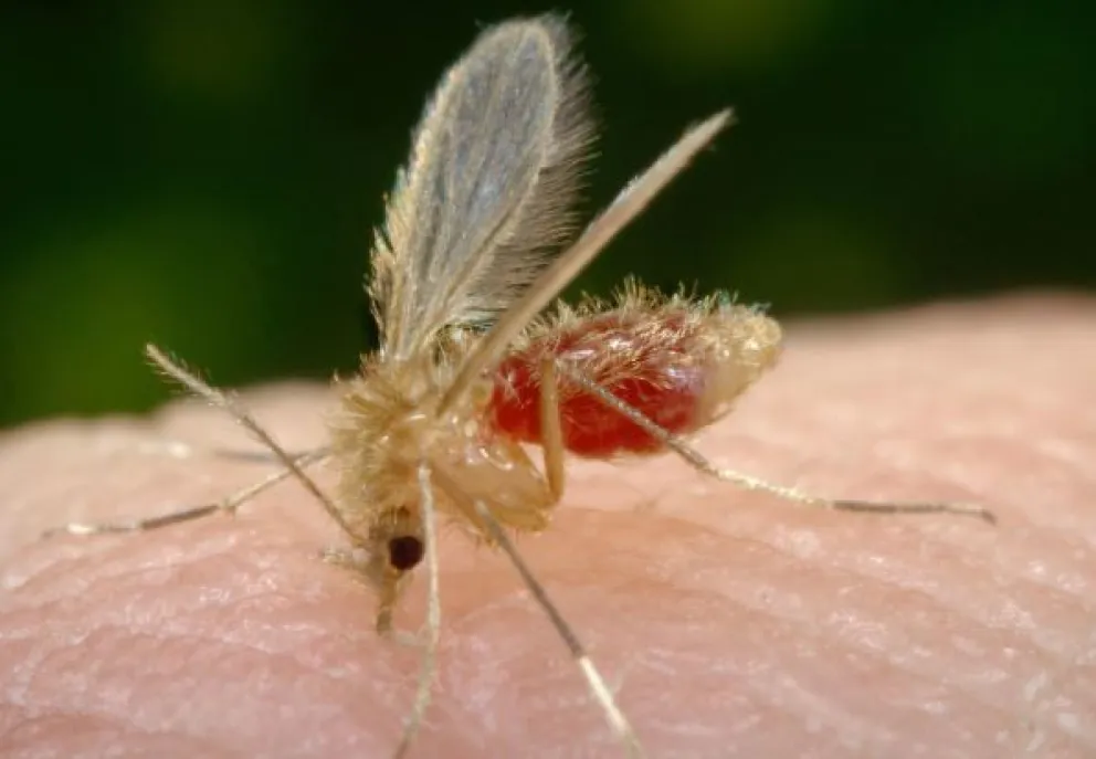 Investigan si una niña fallecida en Posadas tenía leishmaniasis visceral Investigan si una niña fallecida en Posadas tenía leishmaniasis visceral imagen-4