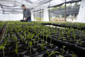 La Biofábrica impulsa más comercialización y fortalece el desarrollo y la innovación imagen-2