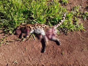 Atropellaron a un margay sobre la ruta nacional 14 en San Pedro imagen-1