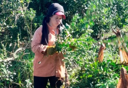Las mujeres ponen el hombro a la cosecha por el éxodo de tareferos imagen-13