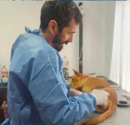 En Puerto Esperanza se castran 50 mascotas por mes de manera gratuita imagen-12