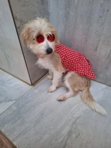 Desfile solidario de mascotas para ayudar a animales en situación de calle imagen-1